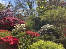 Flowering shrubs and trees on a path