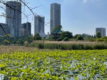 Lily pond in Ueno Park