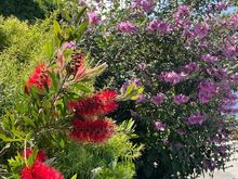Bottlebrush