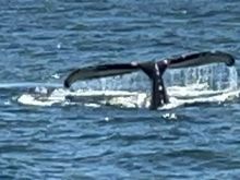 We went whale watching 