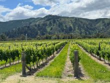 The vineyards at Allan Scott Winery