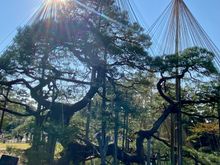 I believe this is the Karasiki pine, a thousand year old tree, supported by yukitsori, the cone-like structures