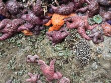 So many of them around the base of the 2 rocky outcroppings 