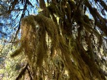 Photos don't do justice at Hoh RF