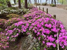 Garvan Woodlands Garden is surrounded by a lake 