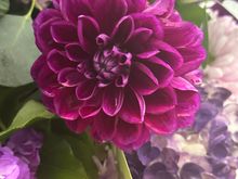 I just love this dahlia. 