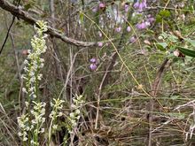 Spring native flowers 
