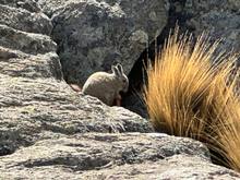 Viscacha or vizcacha - native to the South America 