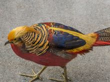Bonjour mes amis! Welcome. Come right this way for Chateau Gaillard, where I am the greeter bird. *His tail was twice the length of his body.