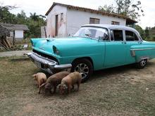 Piggies wandering around at the outdoor restaurant.