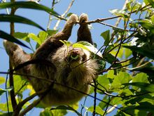 Sloth on Mombacho