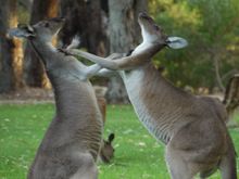 'Roo watching, Pinnaroo cemetery, Perth, WA 
