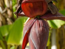 Although the area is known for other types of produce, we also saw this banana tree on a neighbor's front lawn. Our landlady's own elaborate private garden featured different kinds of citrus trees.