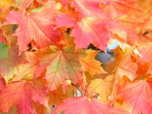 Wishing you as many More Happy Returns as this Tree has Sugarmaple Leaves.!!