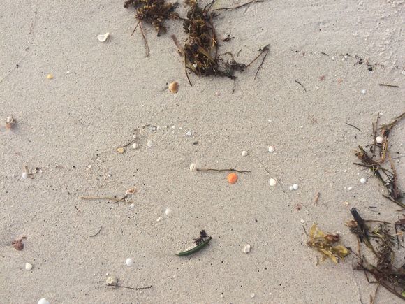 From this morning’s beach walk - I liked the bright orange shell in the middle.