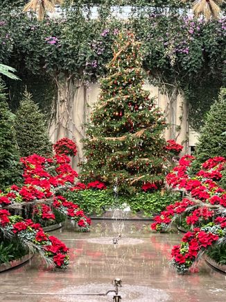 Tree at the end of the reflecting pool