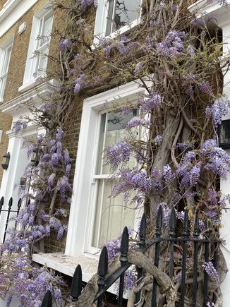 Spring wisteria 
