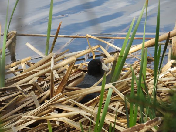 Coot on her nest