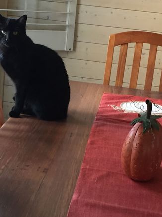 Oh Florida you’ve unleashed something!!  Meet my very own living, purring Halloween decor, Inky.