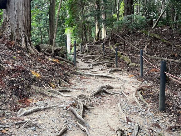 Lots of interesting tree roots on the hike from Kurama to Kibune