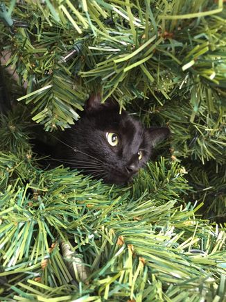 I’ve poated this before, but this is my Inky at Christmas!!