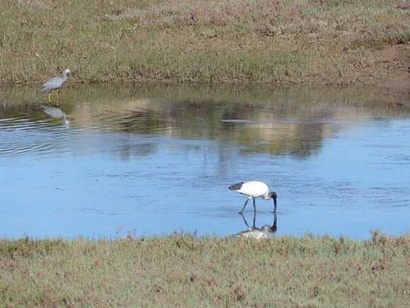 (“Birding” dcd) 