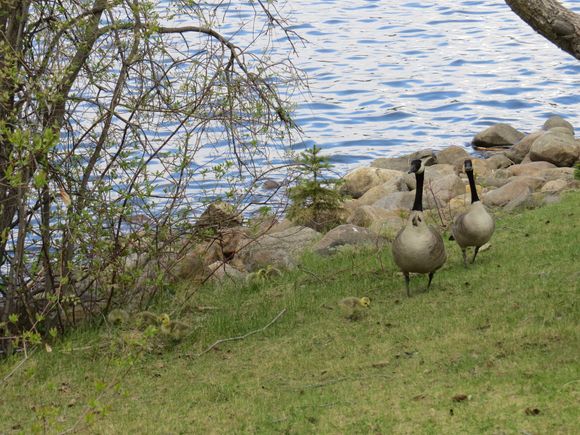 Parents with their  5 little ones.