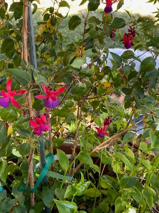 Had a great day of weed pulling! Working on dinner now. Starting to feel like spring here.