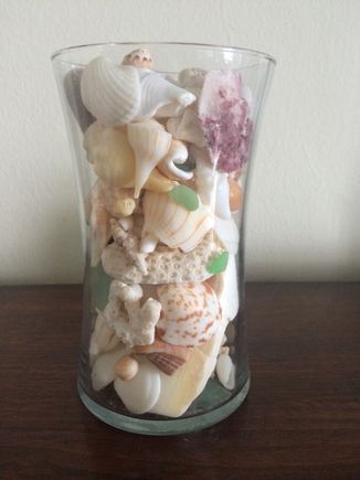 More shells we found on Miami Beach