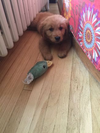 The new pup killed the duck.  I forgot how bitey puppies are. 