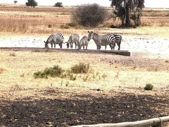 Watching animals while having lunch at the lodge 