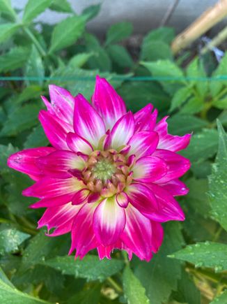 Took 5 whole months to bloom