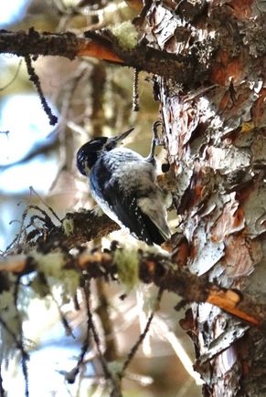 The Three-toed Woodpecker and all toes can be seen!