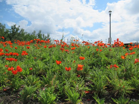We have a  little Flanders Field Park  not to far from my house.