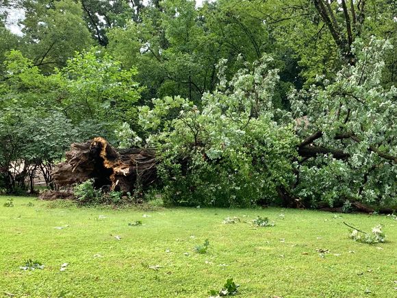 The next subdivision over or this tree blocked the street. Tree looked healthy but was obviously hollow!