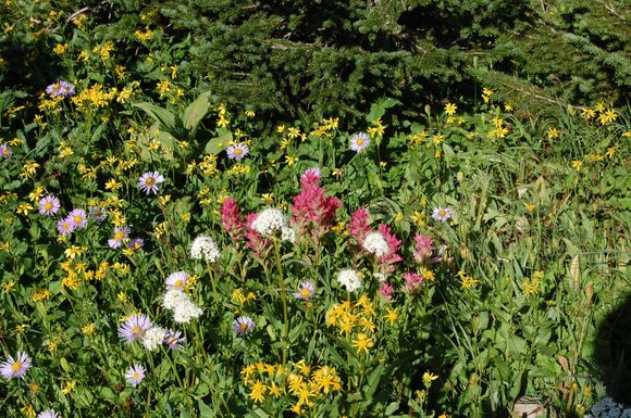 Wild flower meadow by the Iceberg Lake