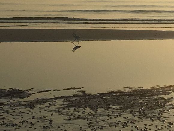 Sea bird on our early morning walks on the beach
