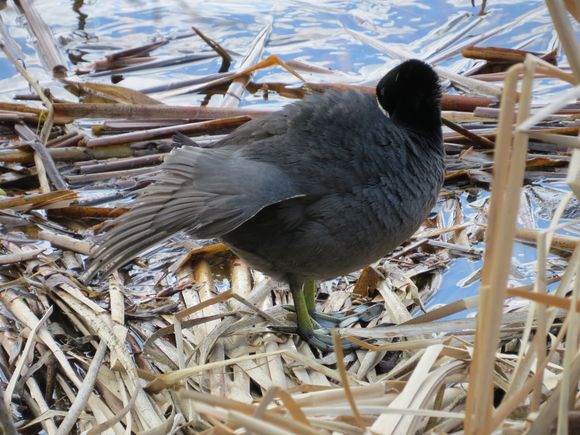 Coot preening