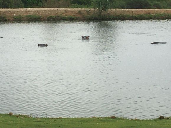 Hippos in lake out side our door