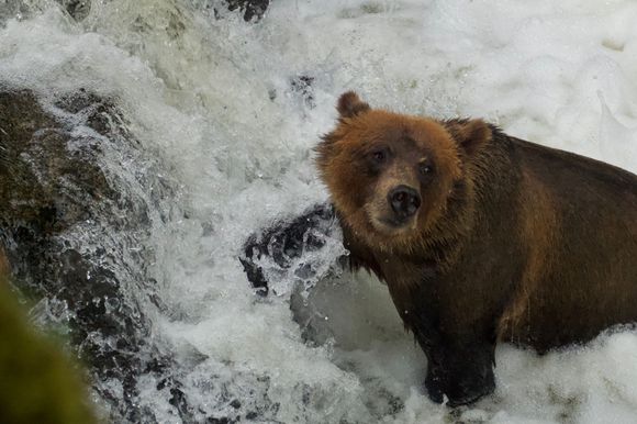“Gotta be a salmon in here somewhere”