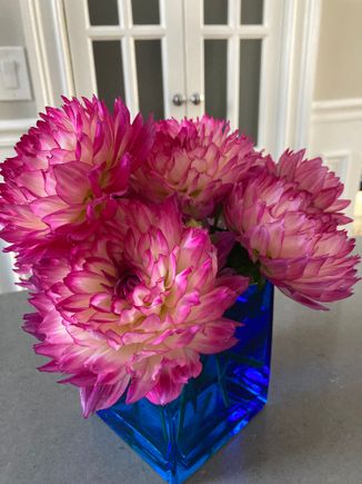 last of the frozen dahlias 