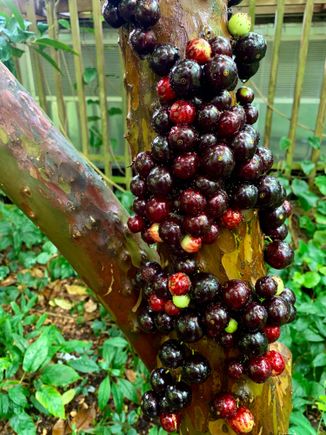 Forget the name of this tropical fruit which grows on the bark!