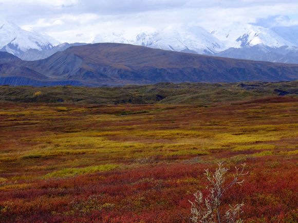 Early September color in Denali NP