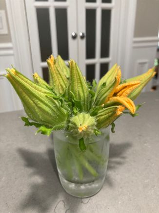 Squash blossoms