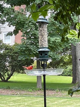 My cardinal friend stopping by to say howdy. 