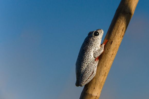 Painted Reed frog