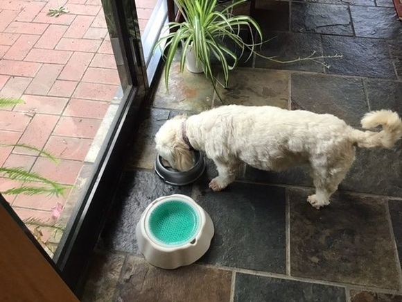 Madam got a bit, too, loves ice cream. Hence the pot belly…