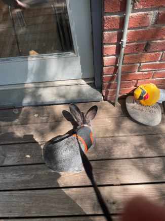 She has a harness and leash