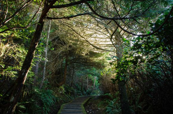 Pacific Rim park has numerous superb walking trails, but none match the Wild Pacific Trail, the pride of Ukee.