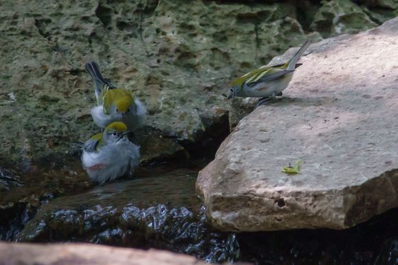 Chestnut-sided warblers - mom keeping an eye on 2 of her 3 babies